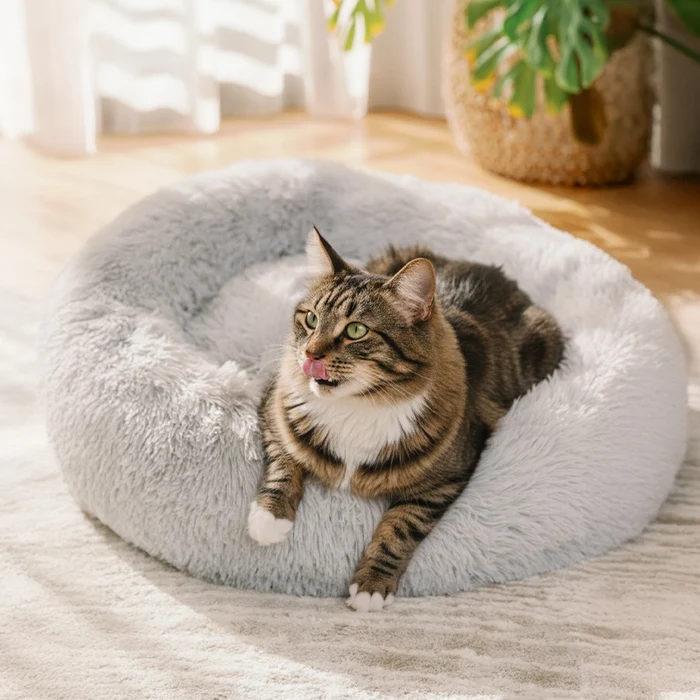 Smarter Cat Sleep: How Comfort and Calm Are Shaping Pet Care